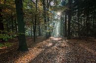Rayons de soleil d'automne par Wil de Boer Aperçu