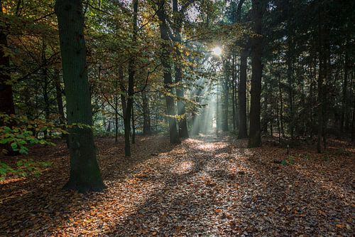 Herbst Sunbeams