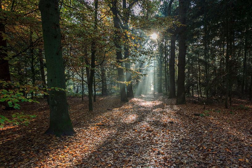 Rayons de soleil d'automne par Wil de Boer