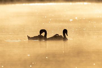 Cygnes dans le soleil du matin sur Jack Van de Vin