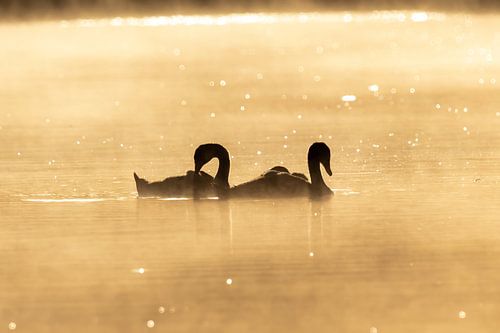 Swans in morning sun