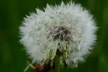 Fluff of a dandelion