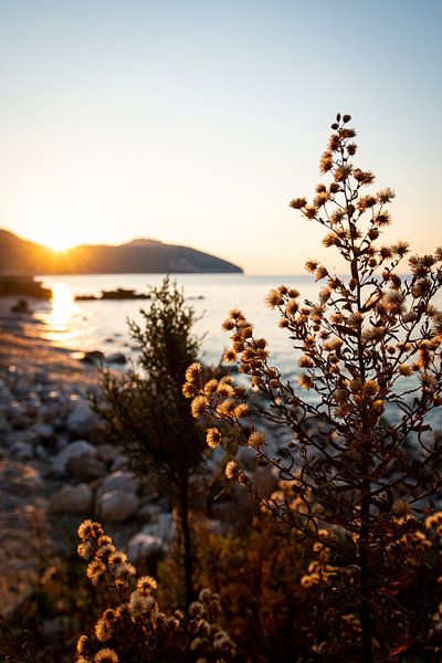 Good morning by Ellis Peeters