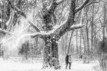 Park De Alkmaarder Hout van Annette van Dijk-Leek