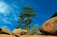 Red Rock with Pine. par Mikhail Pogosov Aperçu