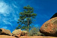 Red Rock with Pine.