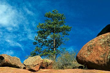 Red Rock with Pine. van Mikhail Pogosov