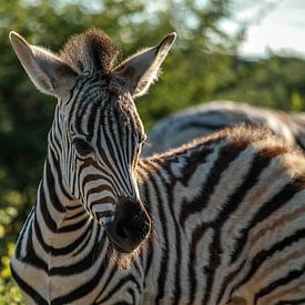 Baby zebra by Denise Stevens