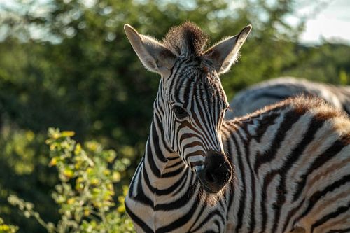 Baby zebra by Denise Stevens