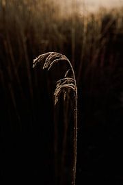 Rijp op het droge gras van Jolijn Gommans