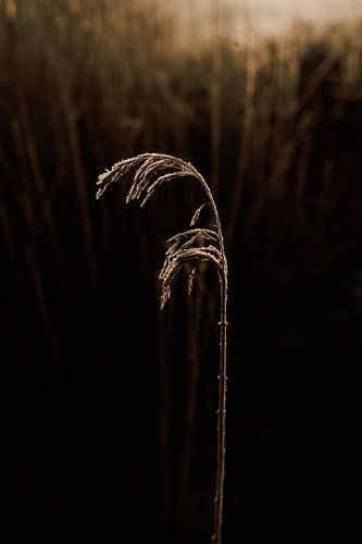 Rijp op het droge gras