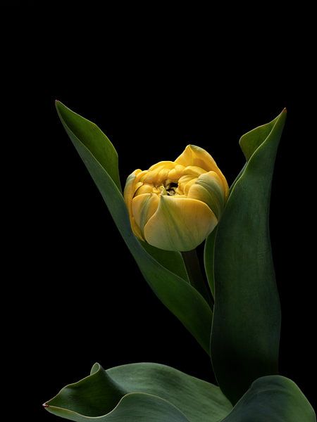 Gele tulp op zwart van Carine Belzon