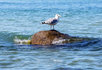 Eine Möwe auf einem Stein im Meer