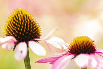 Der rote Sonnenhut von Léonie's Art Gallery