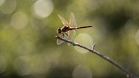 Libelle met tegenlicht