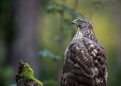 Northern Goshawk in autumn setting!