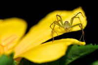 Araignée lynx sur une fleur au Laos