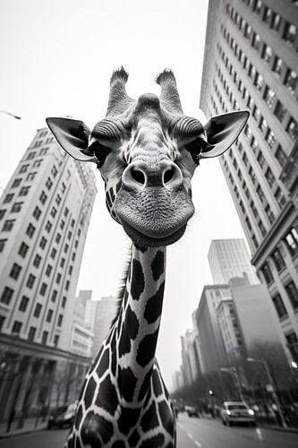 Animal life in the city