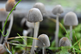Little Mushrooms 1 by Erik Buitenhuis