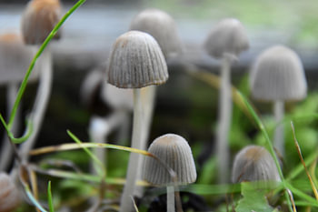 Petits champignons 1