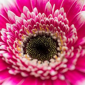 Pink flower close-up von Rob Eijfferts