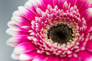 Roze 'Gerbera' bloem close-up van Rob Eijfferts