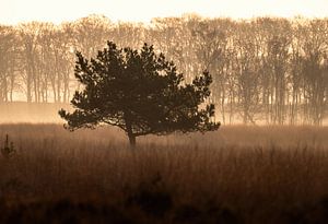 Planken Wambuis Teil 143