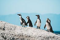 Penguins at Boulders Beach, South Africa by Suzanne Spijkers thumbnail