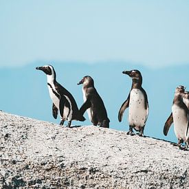 Pinguine am Boulders Beach, Südafrika von Suzanne Spijkers