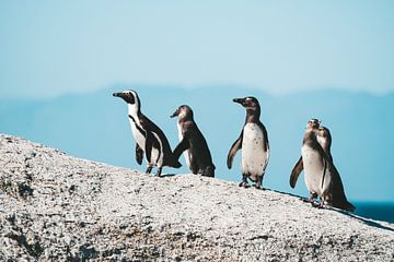 Pingouins à Boulders Beach, Afrique du Sud sur Suzanne Spijkers