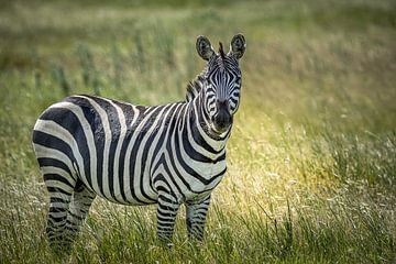 Face to Face with a zebra by Erwin Floor