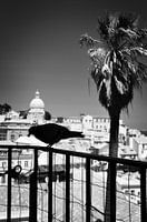 Vogel in Lissabon