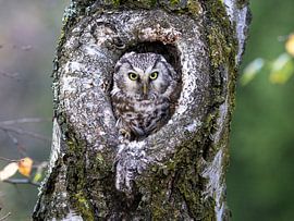 Tengmalm's owl in a tree cavity by Teresa Bauer