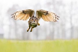 Eagle owl hunting by Ina Hendriks-Schaafsma