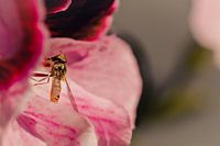 Hinterhältige Schwebfliege umgeben von rosa
