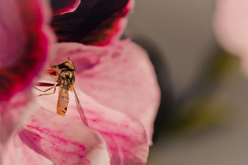 Sneaky hoverfly surrounded by pink by Jeffrey Hoorns