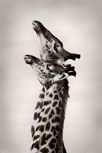 Ware liefde van WildPhotoArt