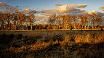 Gouden uur met berkenbomen in herfstleuren van KCleBlanc Photography