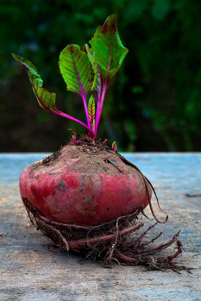 351 Red beet by Hay Hermans