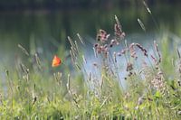 Mohn