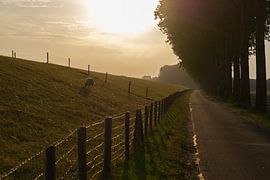 Die Erle von Lilian van der Linden