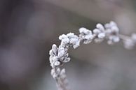 winterse schoonheid van Bernadette Alkemade-de Groot thumbnail