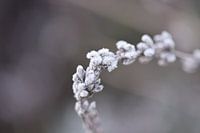 winterse schoonheid