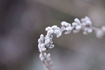 winter beauty by Bernadette Alkemade-de Groot