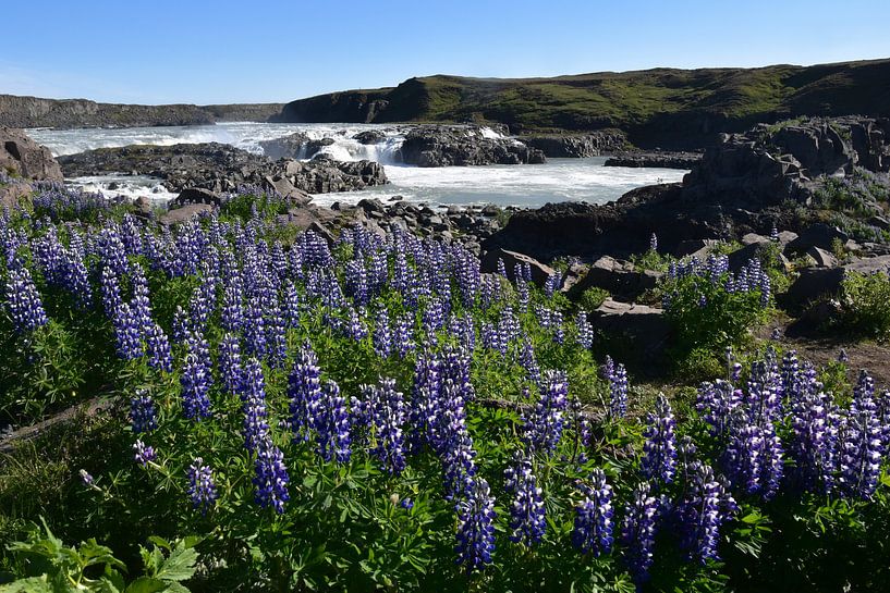 Lupin at waterfall Iceland by Susan Dekker