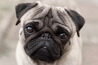 De Mops blik van Cor de Hamer thumbnail