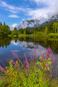 Blutweiderich, Ährenweiderich (Lythrum salicaria) am Moorweiher bei Oberstdorf