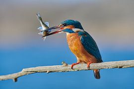 Martin-Pêcheur sur Martins-pêcheurs - Corné van Oosterhout