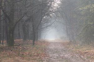 mystiek pad in het bos van Tania Perneel