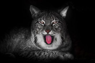 Grote luie kat lynx geeuwt in de nacht met een rode mond, ogen gloeien zwarte achtergrond van Michael Semenov